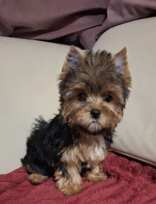 Czarno złota suczka Yorkshire Terrier