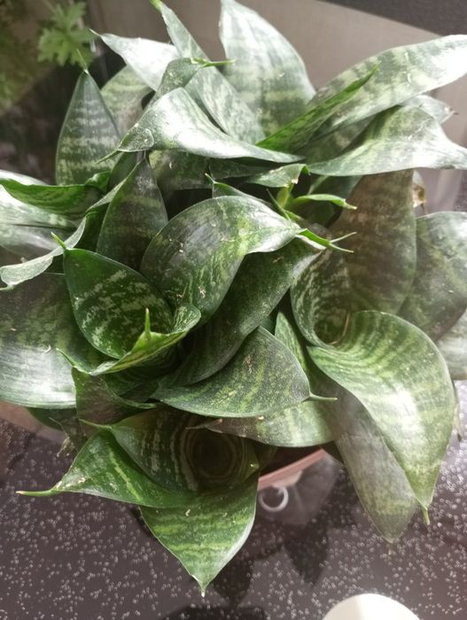 Sadzonka sansewieria 1 sztuka