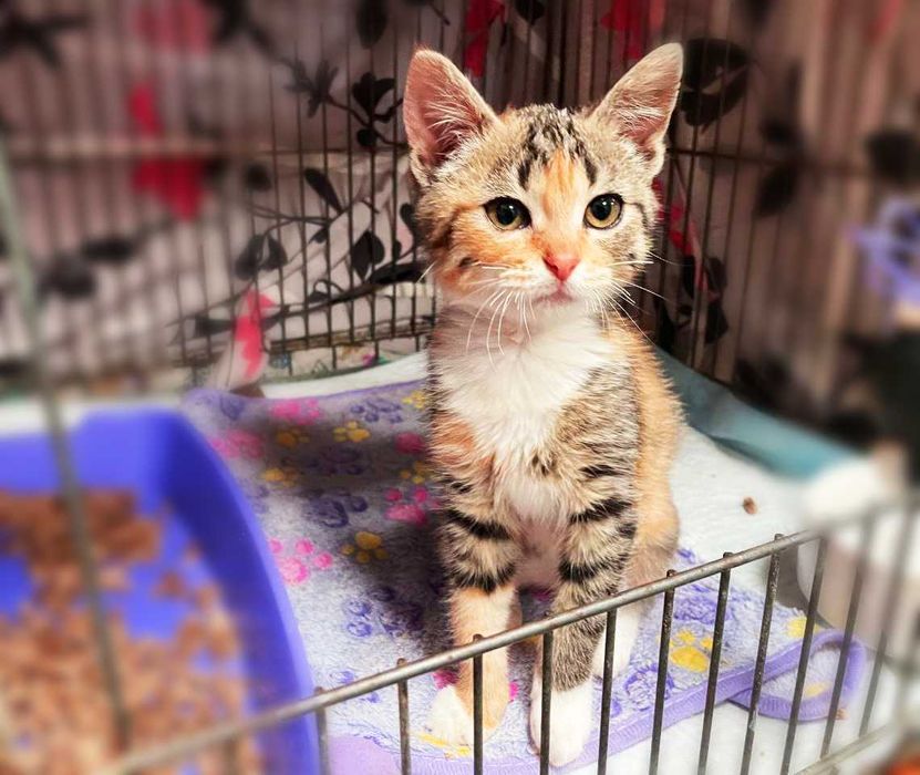 Мультяшна сонячна котодівчинка Моллі (2,5 м) шукає люблячий дім! Кішка