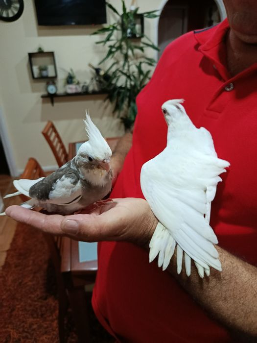 Cedem se agapornis e caturras domesticados