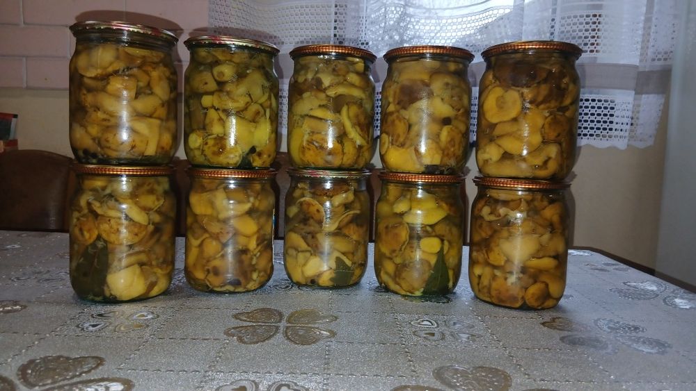 Польські гриби.    .