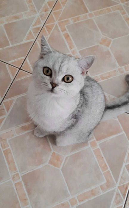 Шотландські котики