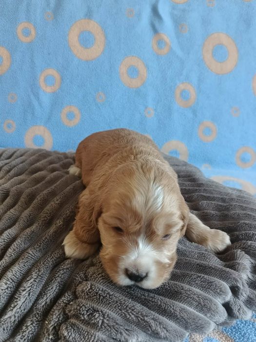 Suczka Cocker Spaniel Angielski