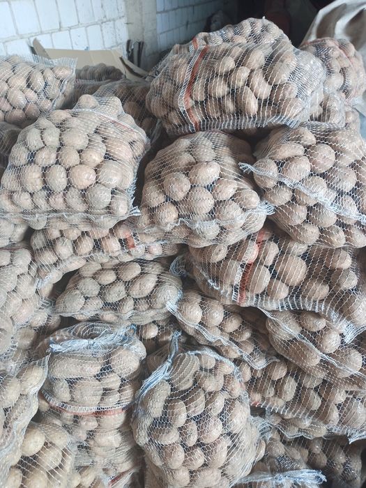 Ziemniaki irga  sifra cara