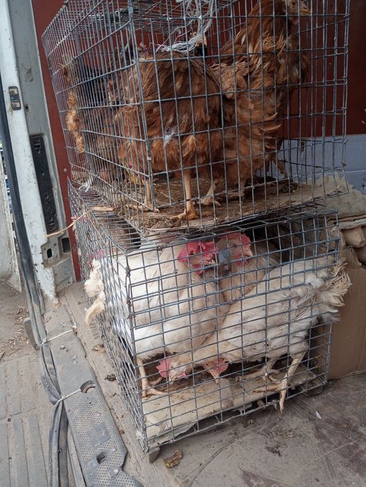 В продажі кури .