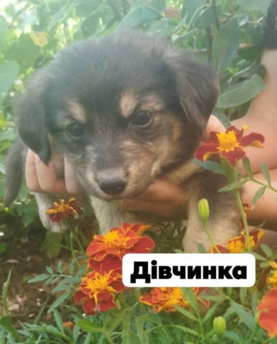 Цуценята гарні руки