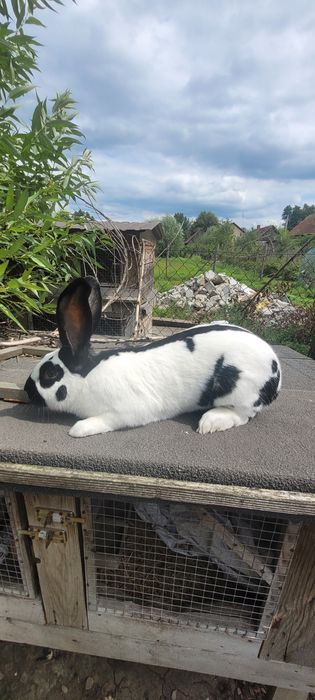 Królik Srokacz Niemiecki Samiec