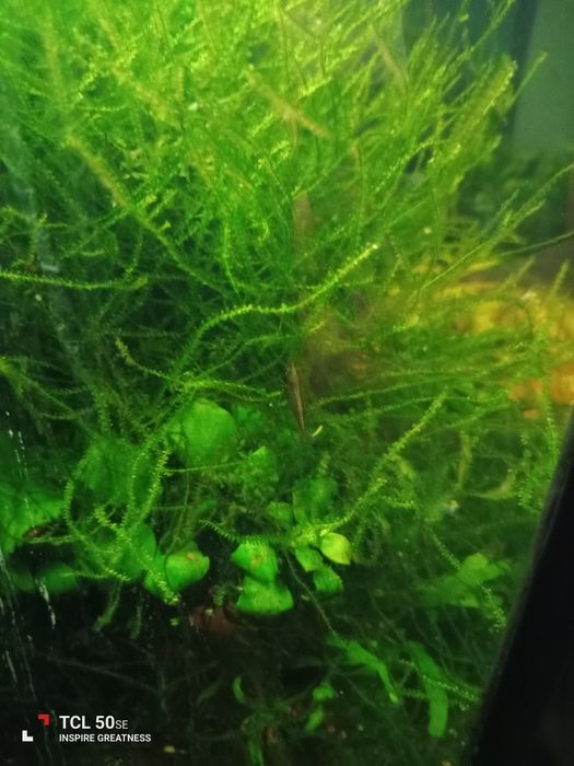 Musgo Java planta aquática de fácil manutenção.
