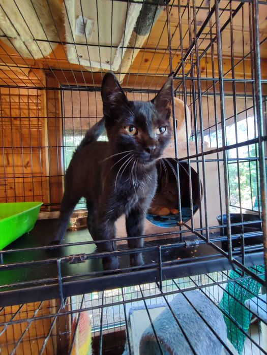 Czarne kocurki 3,5 miesięczne do adopcji