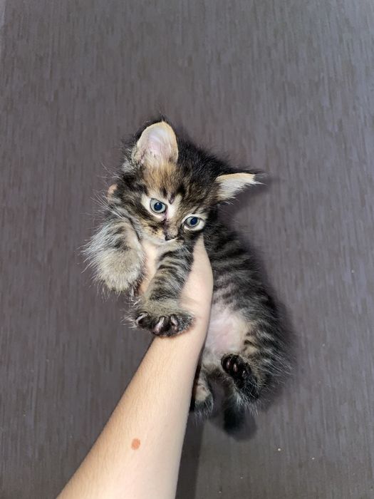 Дарую активних кошенят