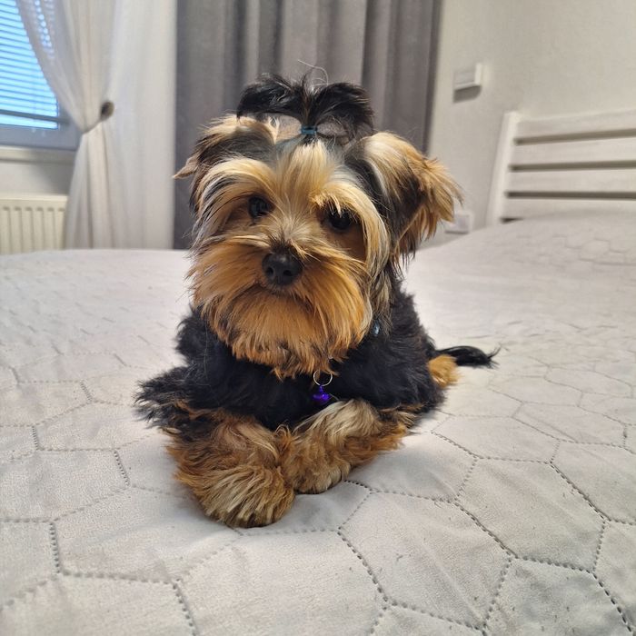 Цуценя йоркширського тер’єра шукає нову домівку