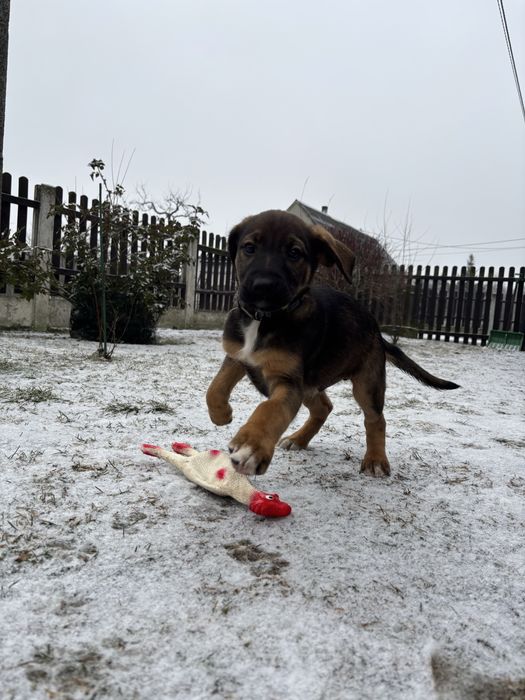 REZERWACJA Mały piesek szuka domu