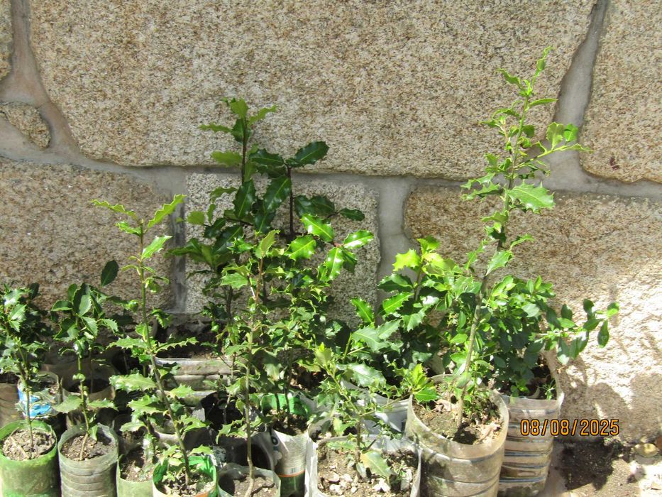 plantas de jardim