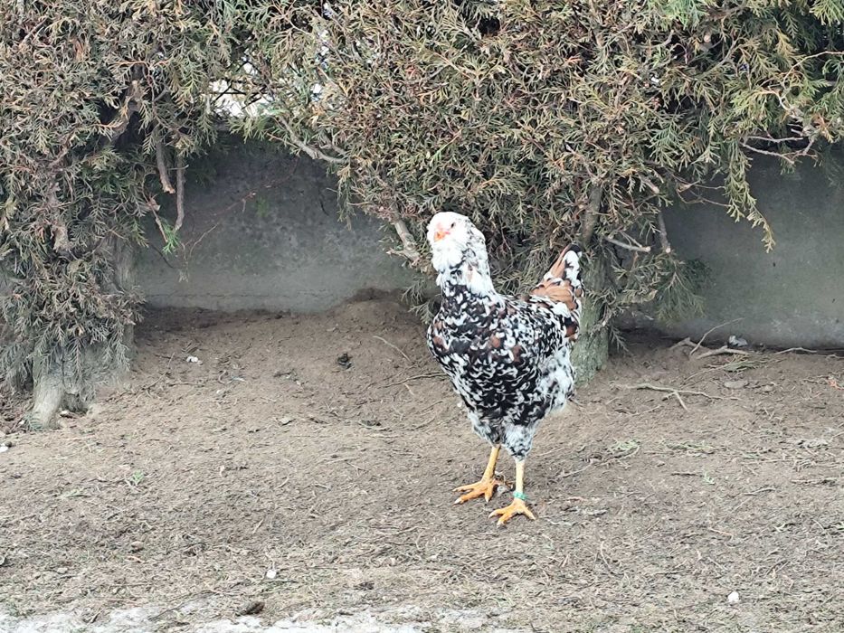 Orłowskie jaja lęgowe