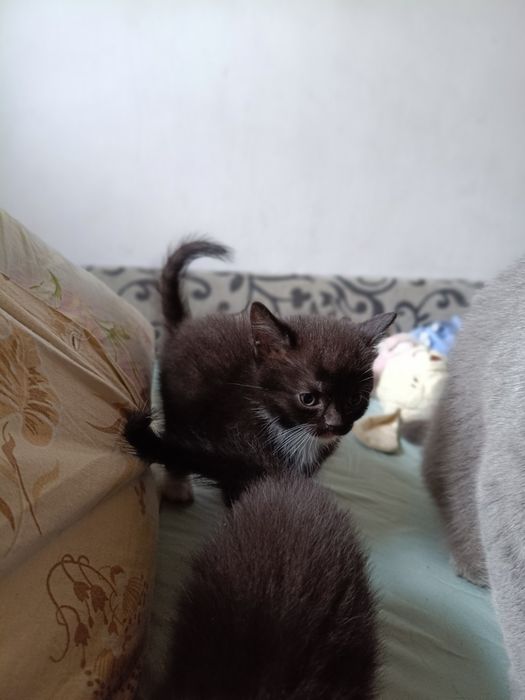 Віддам в добрі руки кошенят.