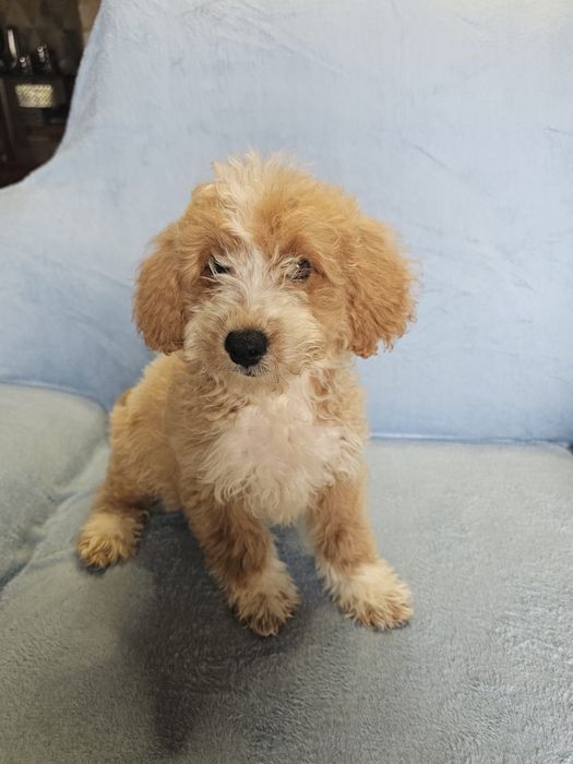 CAVAPOO - szczeniak samczyk