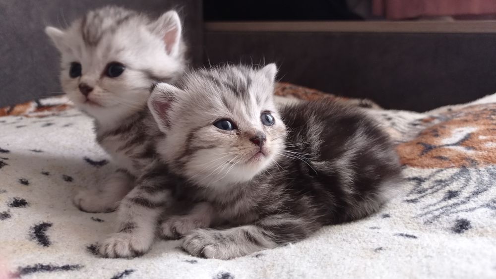Шотландські кошенята