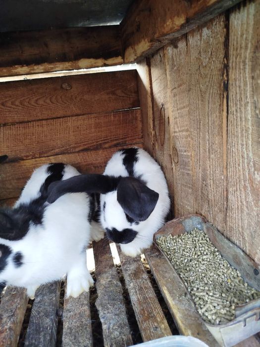 Кролик строкач жива вага