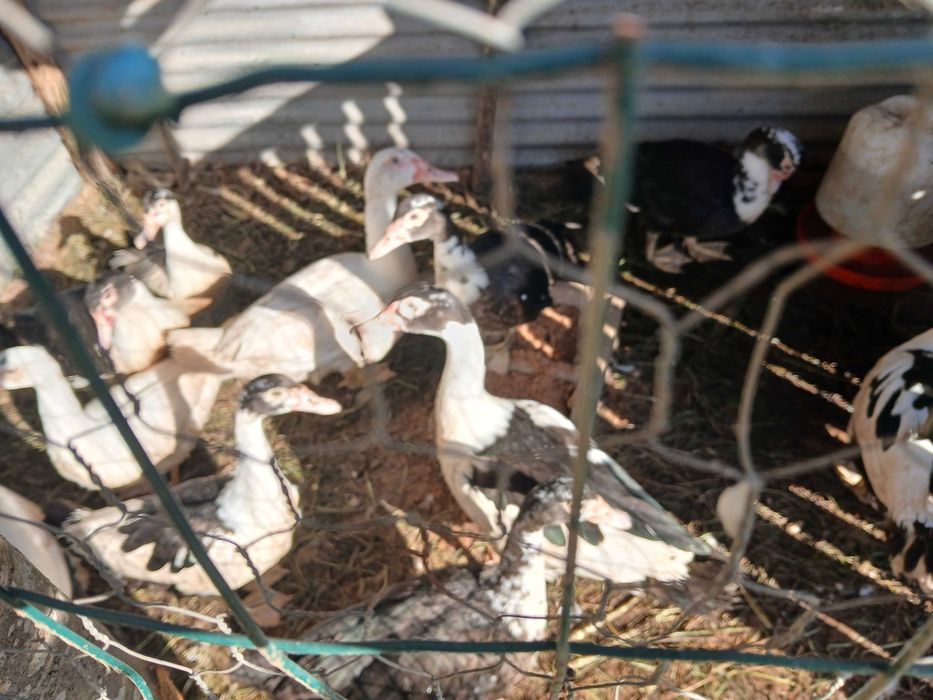 Patos Mudos raça grande