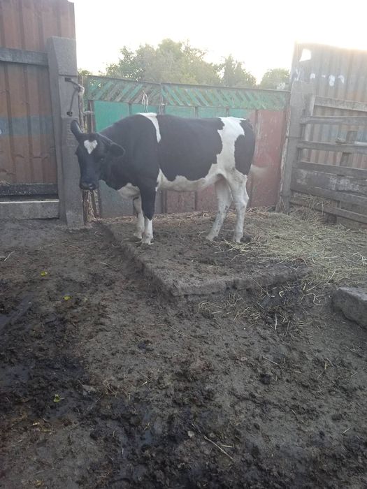 Тільні телиці телиця тільна