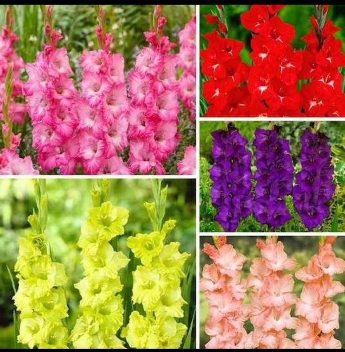 Гладіолуси дітка (сорти, мікс, недорого)ціна за стакан 200 грам