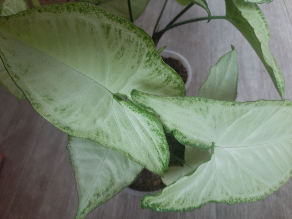 Сингоніум, 3 вазони