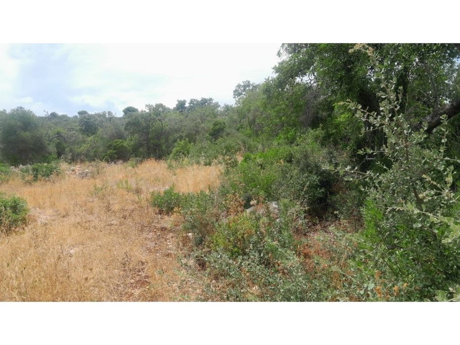 Rustic Land in Malhada Velha, São Clemente Area, Loulé