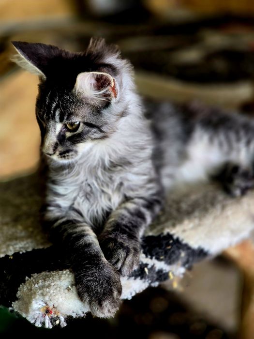 Maine Coon kocieta /