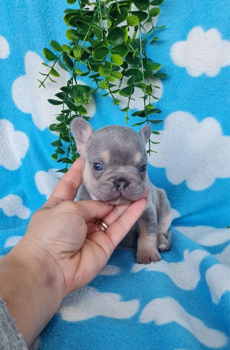 Estupenda menina Bulldog/Bouledog/Buldogue Francês de Qualidade