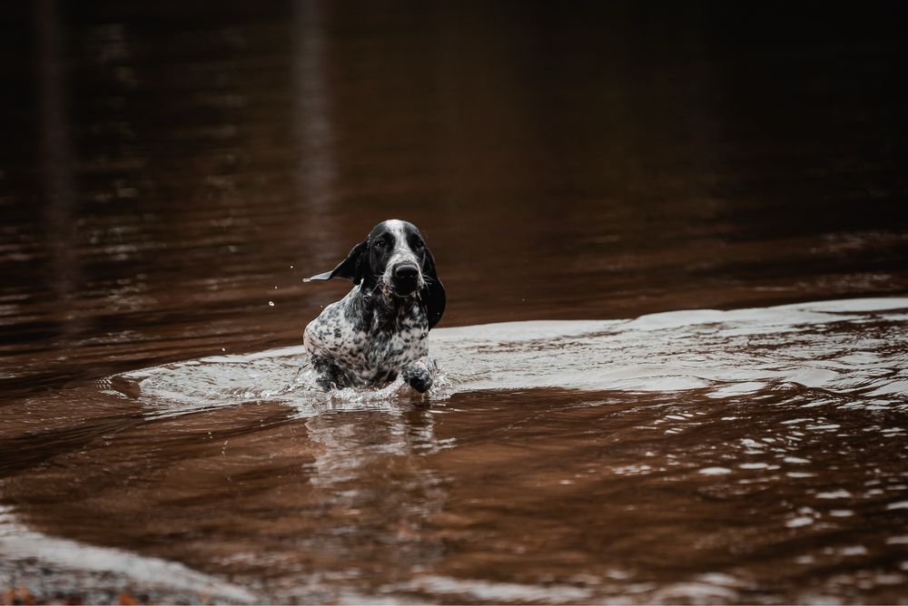 Wyżeł z Owernii czeka na Ciebie
