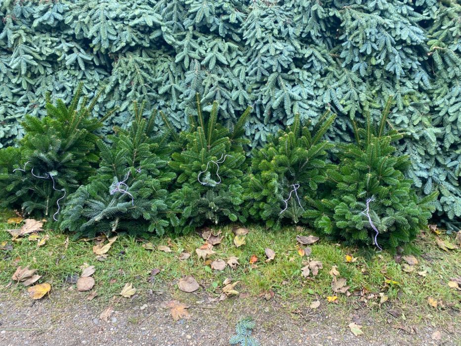Nobilis Galezie pakiety po 5,5 kg
