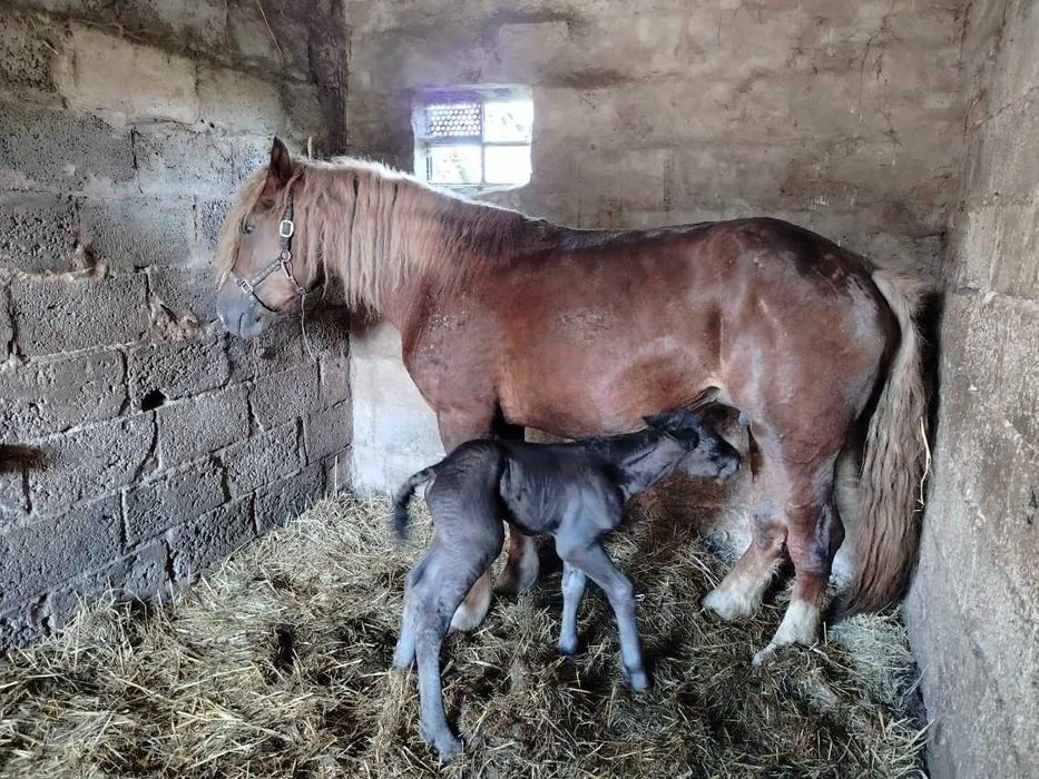 Rolnictwo zwierzęta klacz