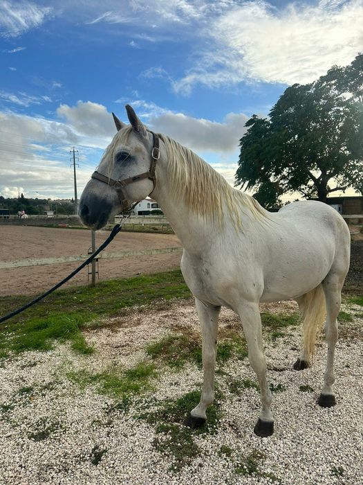 Cavalo puro lusitano