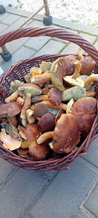 Czarne łepki ,podgrzybki 2kg