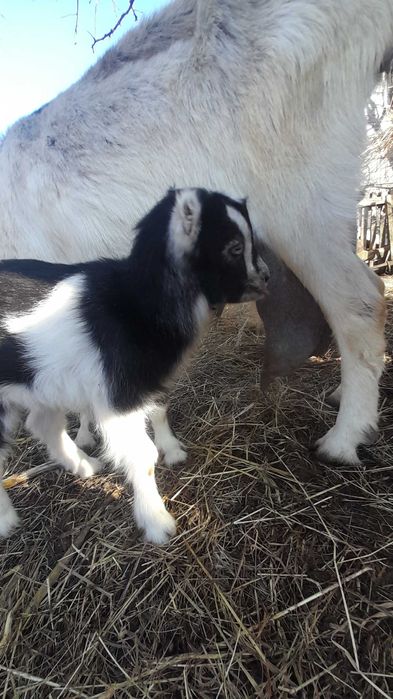 Козеня -цапок незабаром переїде