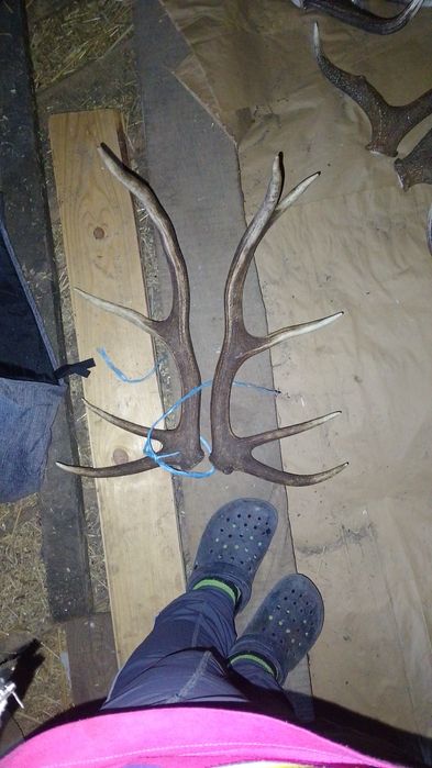 Продам роги оленя
