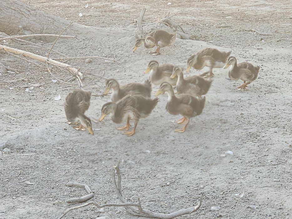Galinhas patos e gansos