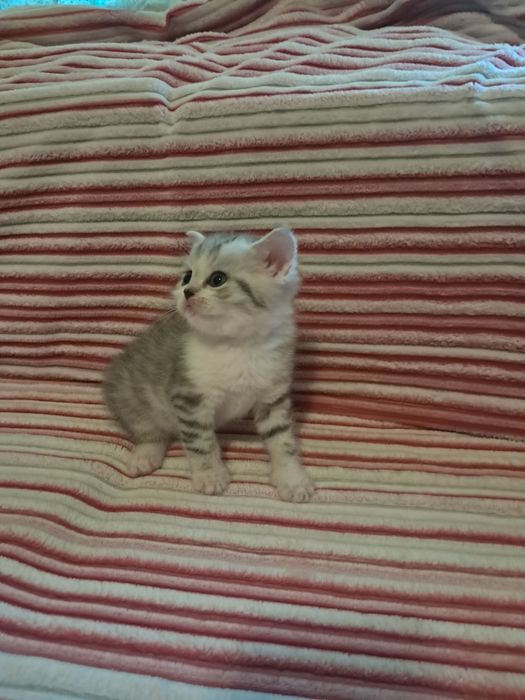 Продам кошенят скотіш страйт