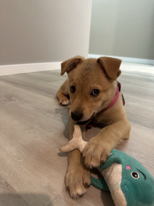 Безкоштовно! Щеня