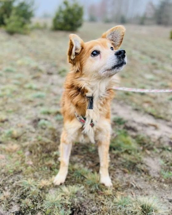 Biedny Precel szuka swojego domu