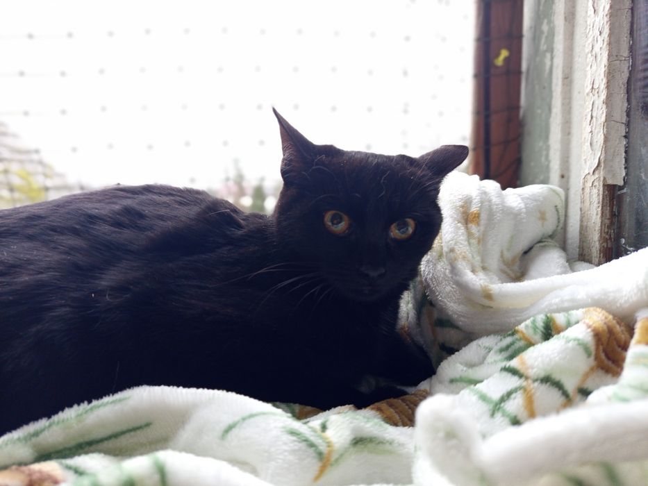 Skrzek chciałby mieć swój domek