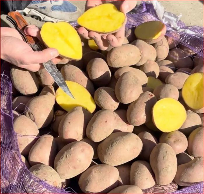 Продам картоплю.