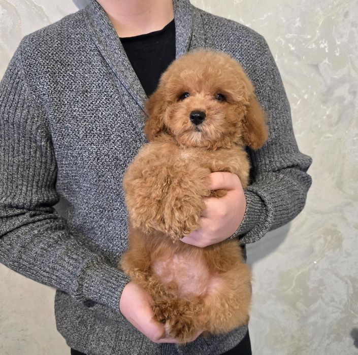 Гарненький хлопчик