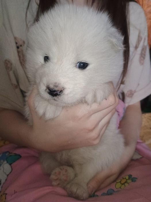 Цуценята самоїда