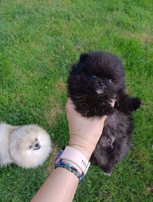 Miś szpic miniaturowy pomeranian boo sunia