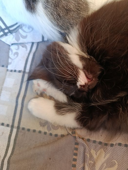 Кошенята шукають люблячу родину