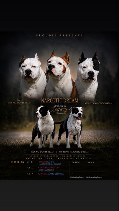 American Staffordshire Terrier