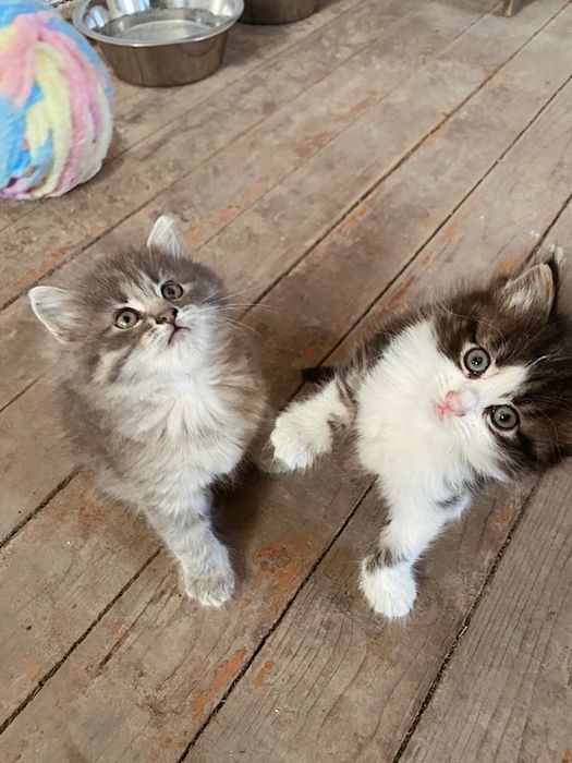Котики в добрі руки