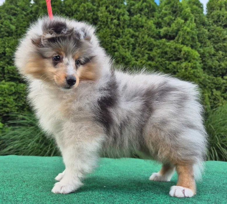 Sheltie Owczarek Szetlandzki dziewczynka blue merle
