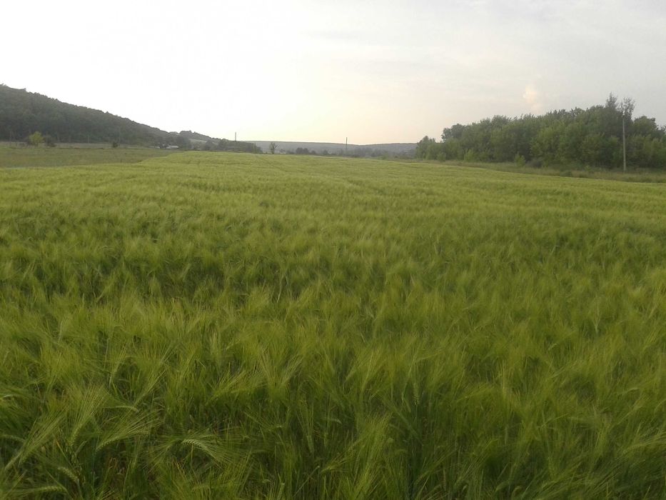 Продам землю 200 соток Мерефа ОСГ